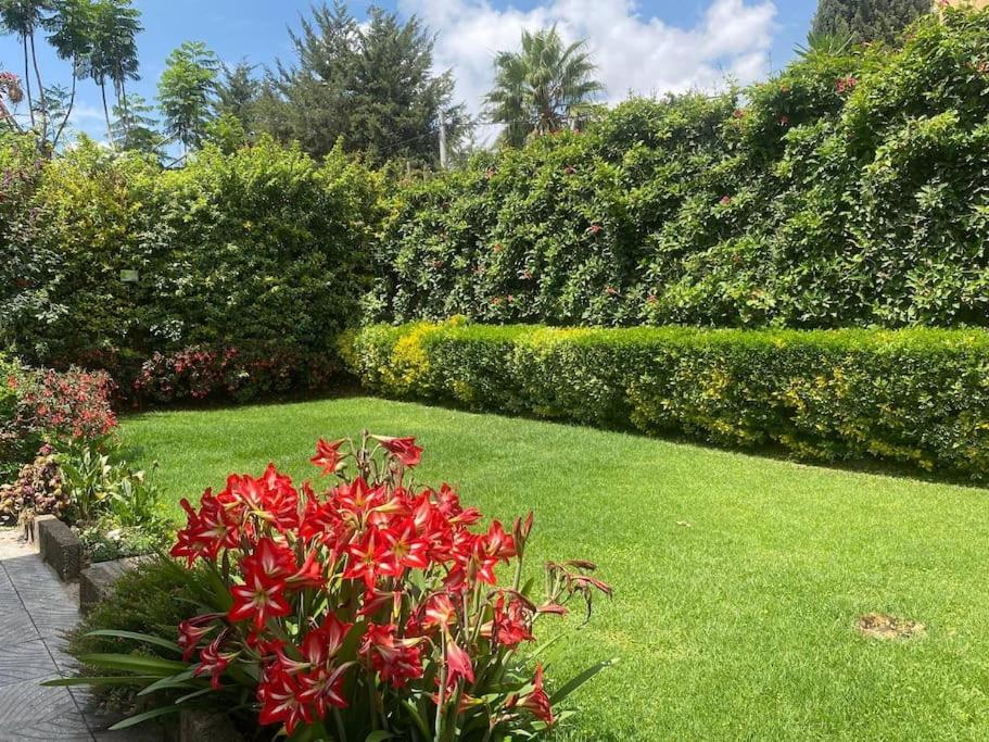 アディスアベバにある3 Bedroom Villa with Garden in Addis Ababa Boleの草の中に赤い花が咲く庭