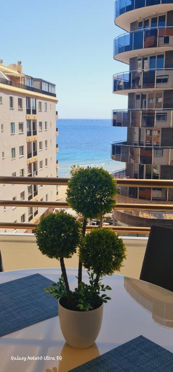 a potted plant sitting on a table in front of a building at PISO CALPE - 2º LINEA in Calpe