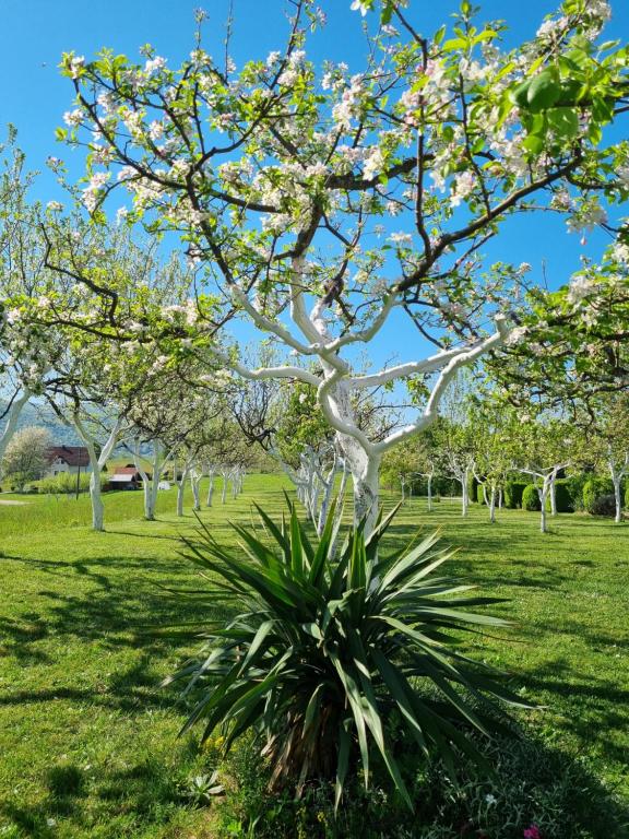 Apartment Rosandić - 10