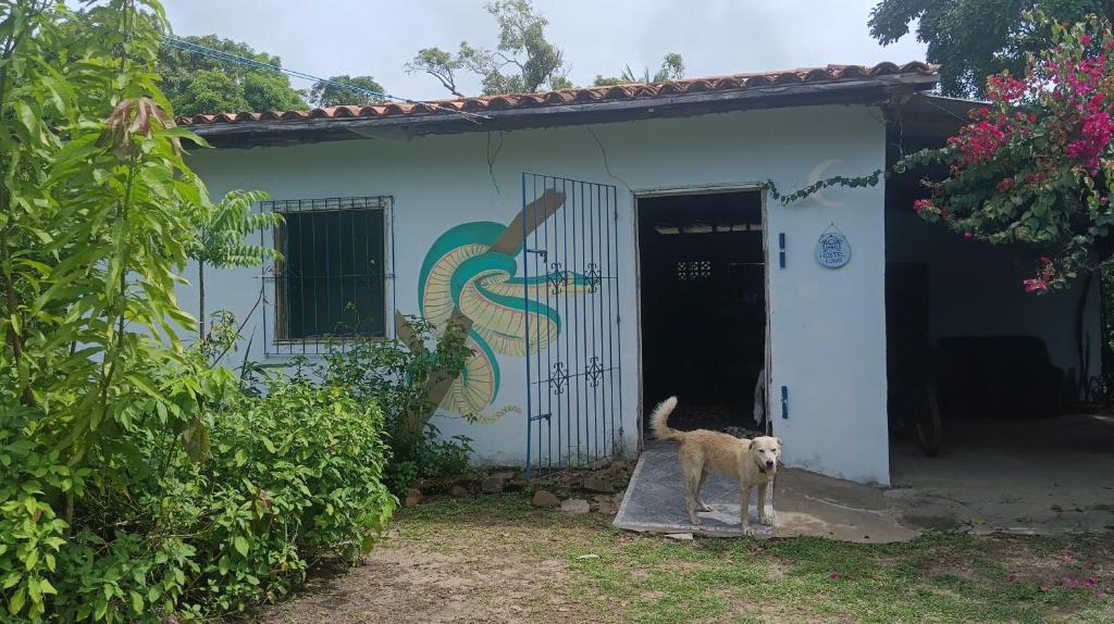 a dog standing in front of a house at Eco Hostel Lunar in Soure