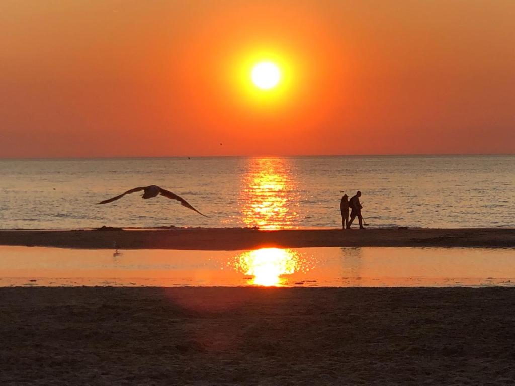 deux personnes marchant sur la plage avec un oiseau qui vole dans l'établissement Villa aan Zee, à Noordwijk