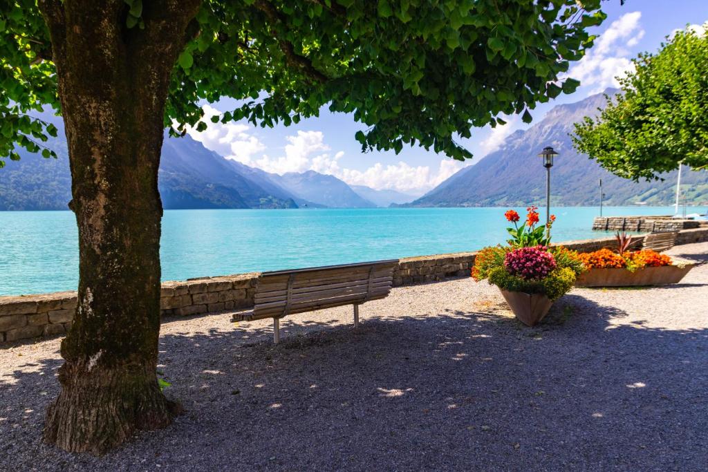 a park bench sitting under a tree next to a lake at Apartment am schönen Brienzersee in Brienz