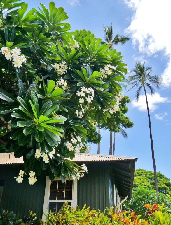 Zahrada ubytování Waimea Plantation Cottages, a Coast Resort