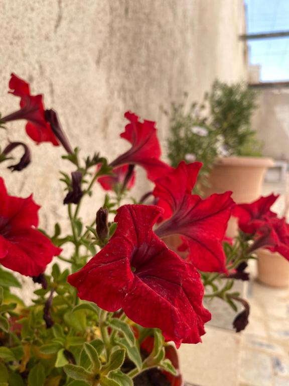 un grupo de flores rojas en un jarrón en Hostel le Rhumel, en Constantina