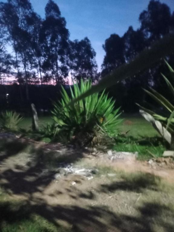 a palm tree in the middle of a field at não reservar,não sei tirar daqui procure o outro aplicativo chácara lua e sol in Pouso Alegre