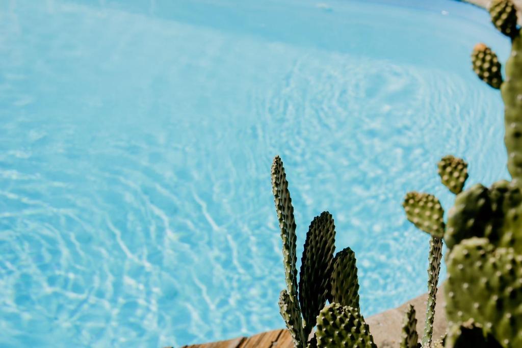 un cactus en face d'une piscine dans l'établissement 16 - LE VACOA - CHAMBRE 16 ETG D, à Saint-Paul