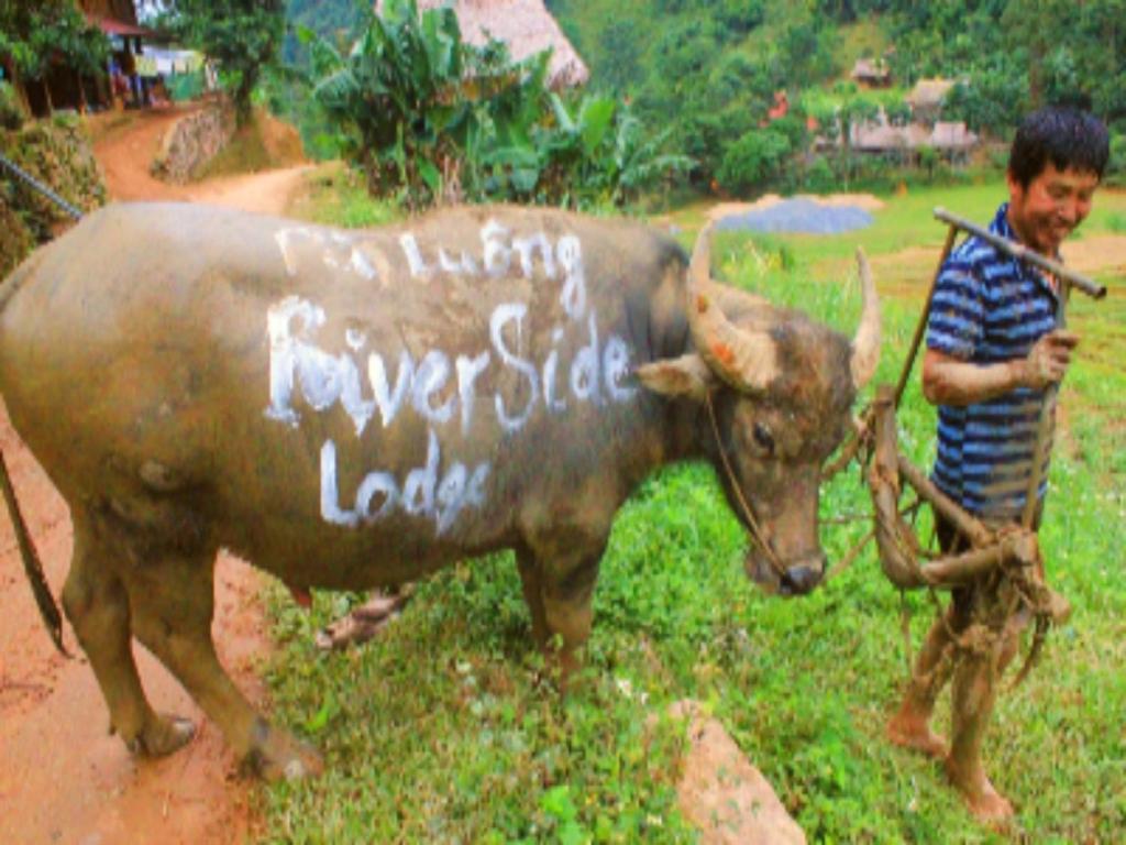 a man standing next to a bull with writing on it at Pu Luong Riverside Lodge in Hương Bá Thước