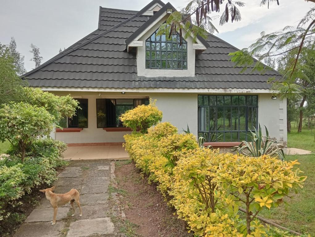 a house with a dog standing in front of it at Nyakach Getaway Kisumu in Kap Sarok