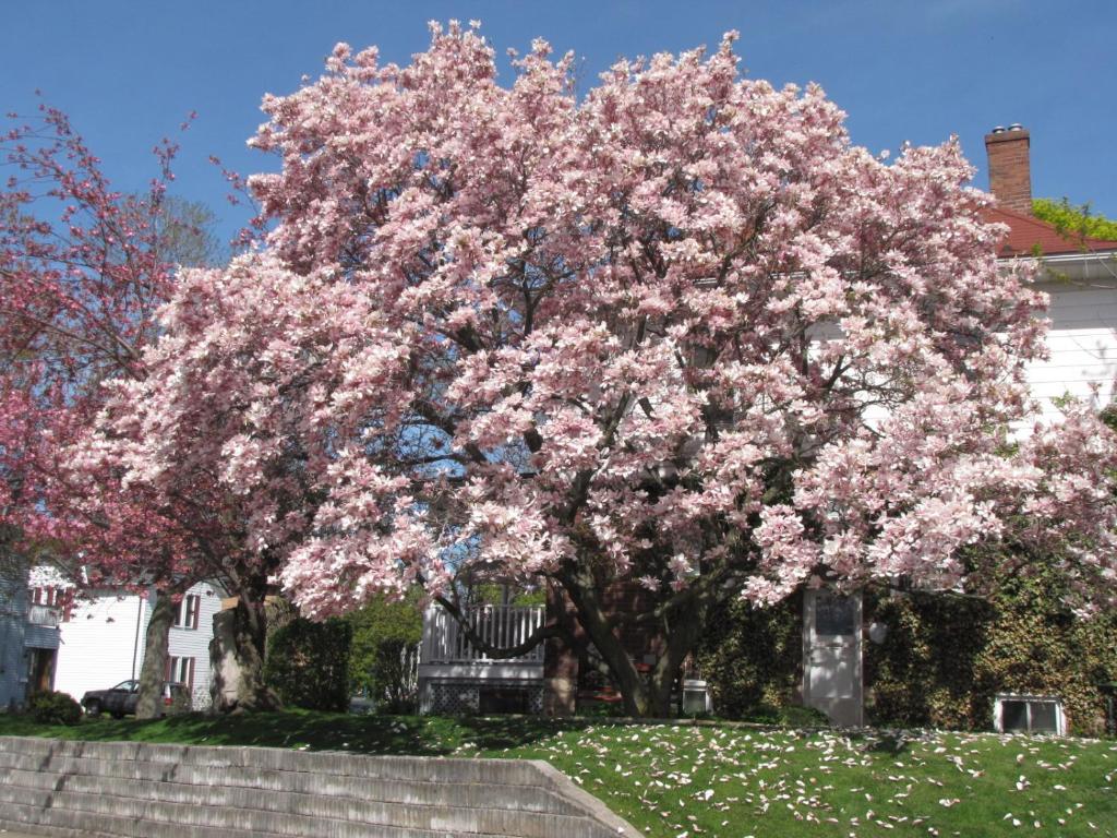 Giardino di Strathaird Bed and Breakfast