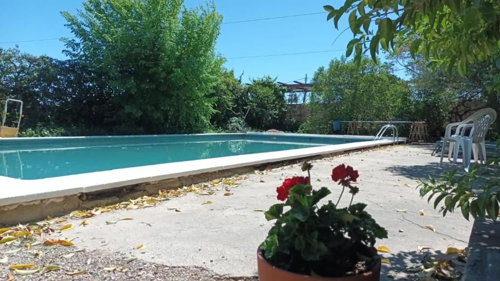 a swimming pool in a yard with aotted plant at Marina in Lleida