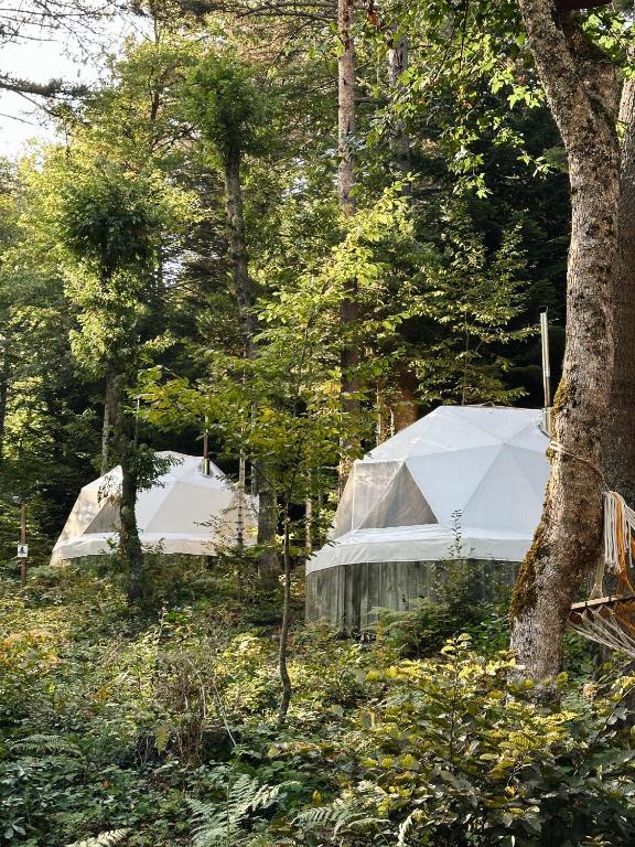 two tents in the woods next to trees at Ala Glamping in Mudurnu