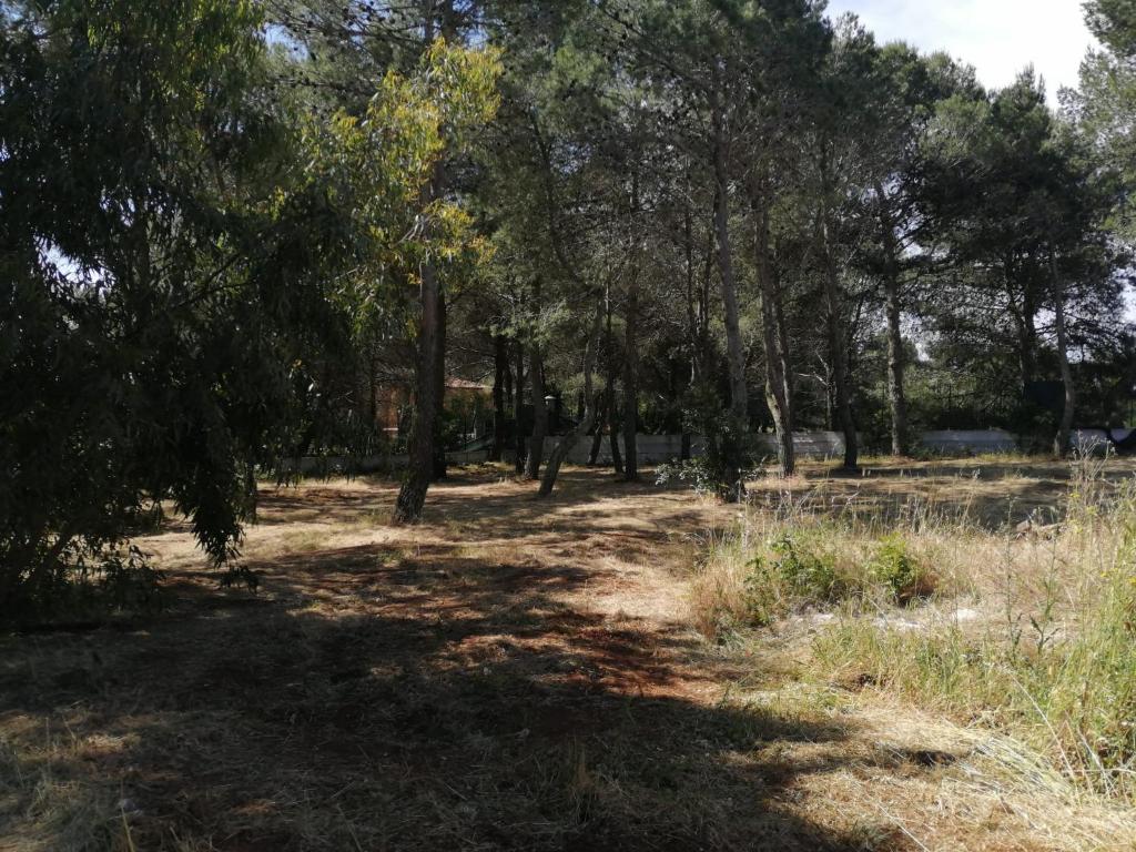 ein Feld mit Bäumen und Gras in einem Park in der Unterkunft Pine house in Montemesola