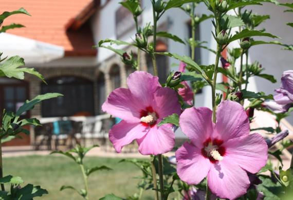 un grupo de flores rosas frente a una casa en Velocipéd Vendégház, en Balatonudvari
