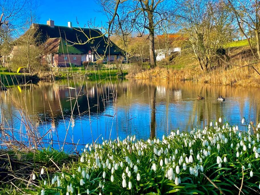 un estanque con una casa y una bandada de patos en idyllisch gelegenes Ferienhaus nähe Heiligenhafen, en Gremersdorf