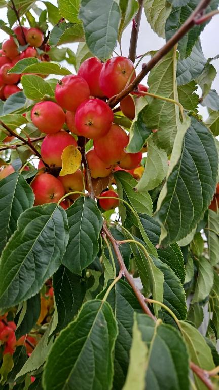 Whiteacres - Resim 43