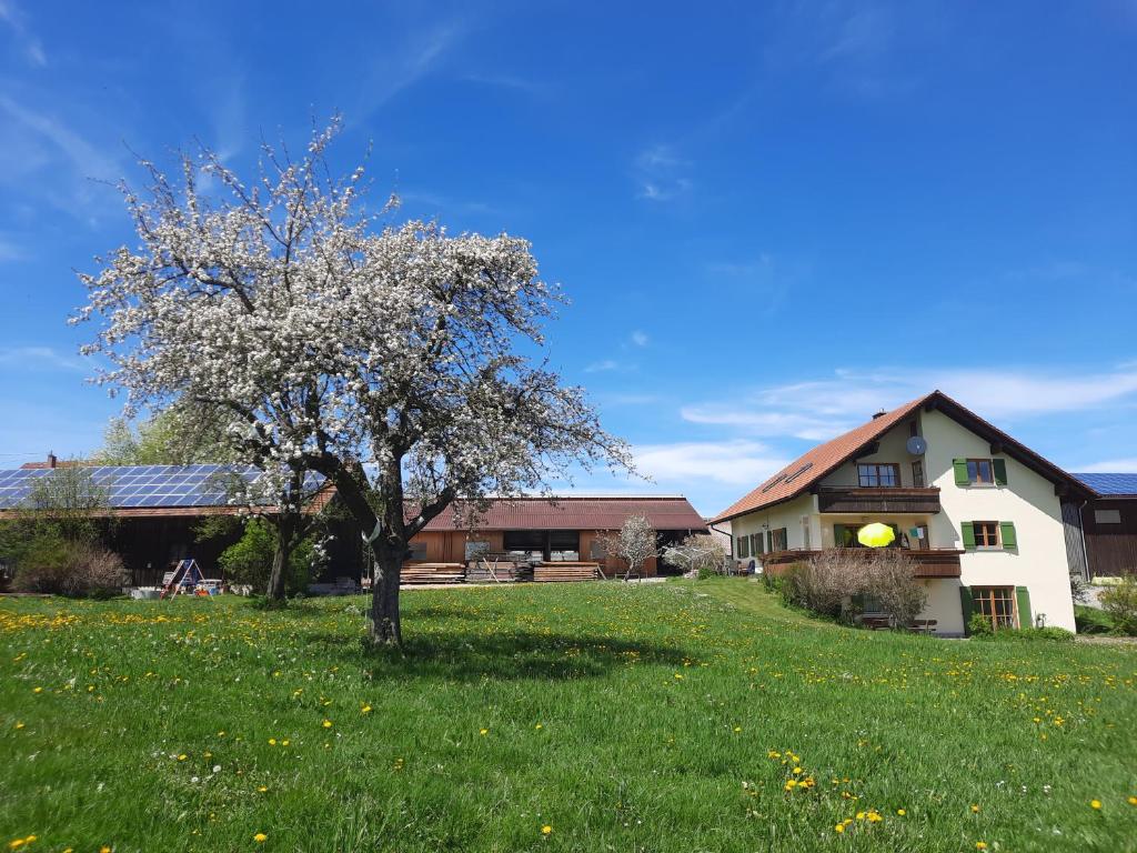 a tree in a field in front of a house at Bauer Haug in Dietmannsried