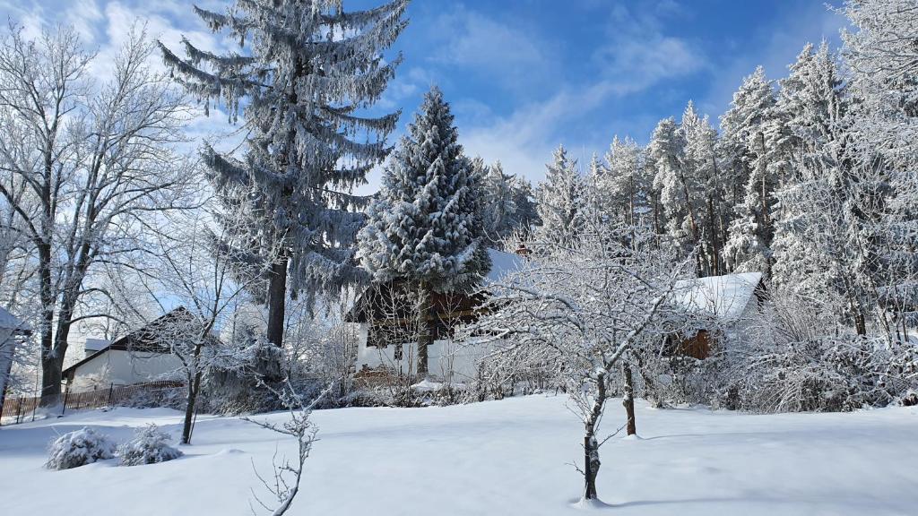 een sneeuwbedekte tuin met bomen en een huis bij Malebná chalupa u Javorníku na Šumavě in Vacov