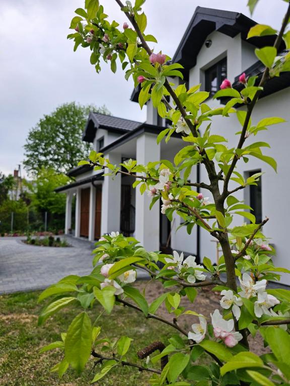 een bloeiende boom voor een huis bij Pokoje przy Parkowej in Zwierzyniec