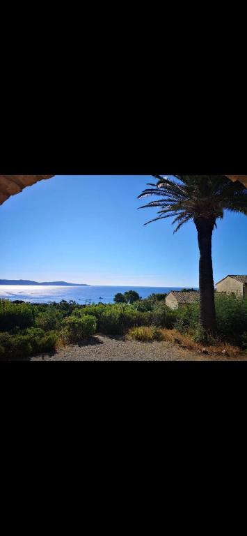 un palmier devant un ciel bleu dans l'établissement Villa Chrispas, à Cavalaire-sur-Mer
