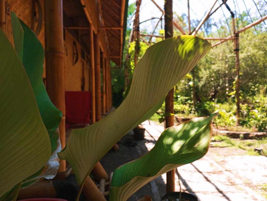 een close-up van een groene bladplant bij Uncle Hippie's Dream in Gili Meno