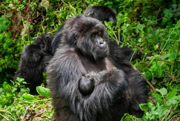 a monkey sitting in the grass at Parc des Gorilla Explorers Uganda Ltd in Kabale