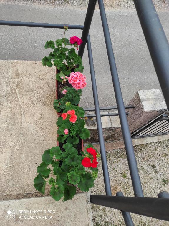 Zahrada ubytování Apartman u sumi nedaleko od mora