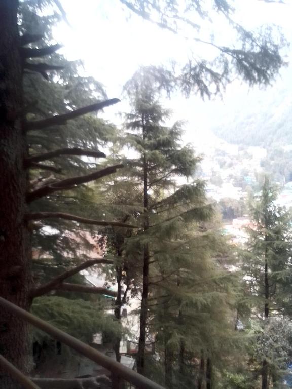 a view of a forest of pine trees at Himalayan Mountain View, Triund Trekking Hostel in Dharamshala