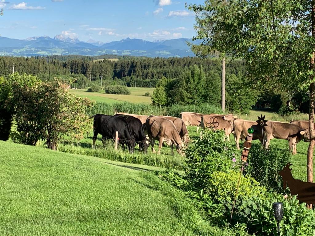 un troupeau de vaches herbivores dans l'établissement Kuh Heimat - Bergblick - Terrasse, à Buchenberg