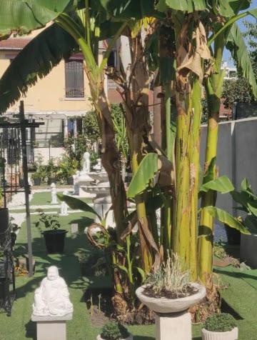 a garden with a palm tree and a statue at Chambre Solo Duo 20 min Paris - G in Drancy