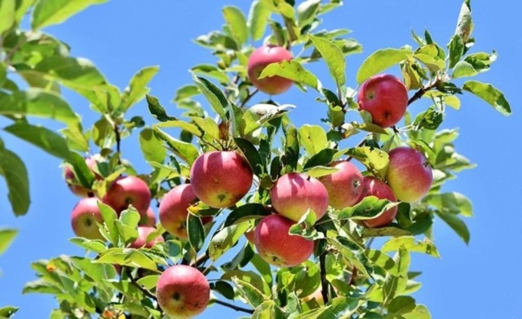 an apple tree with lots of apples on it at Am Apfelbaum 4 Pers in Röbel