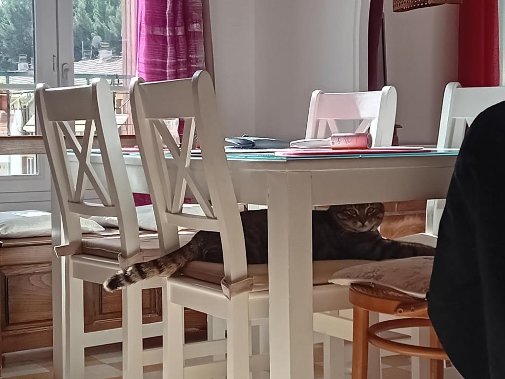 un gatto seduto sotto un tavolo con due sedie di T3 campagne Aix-en-Provence a Meyrargues