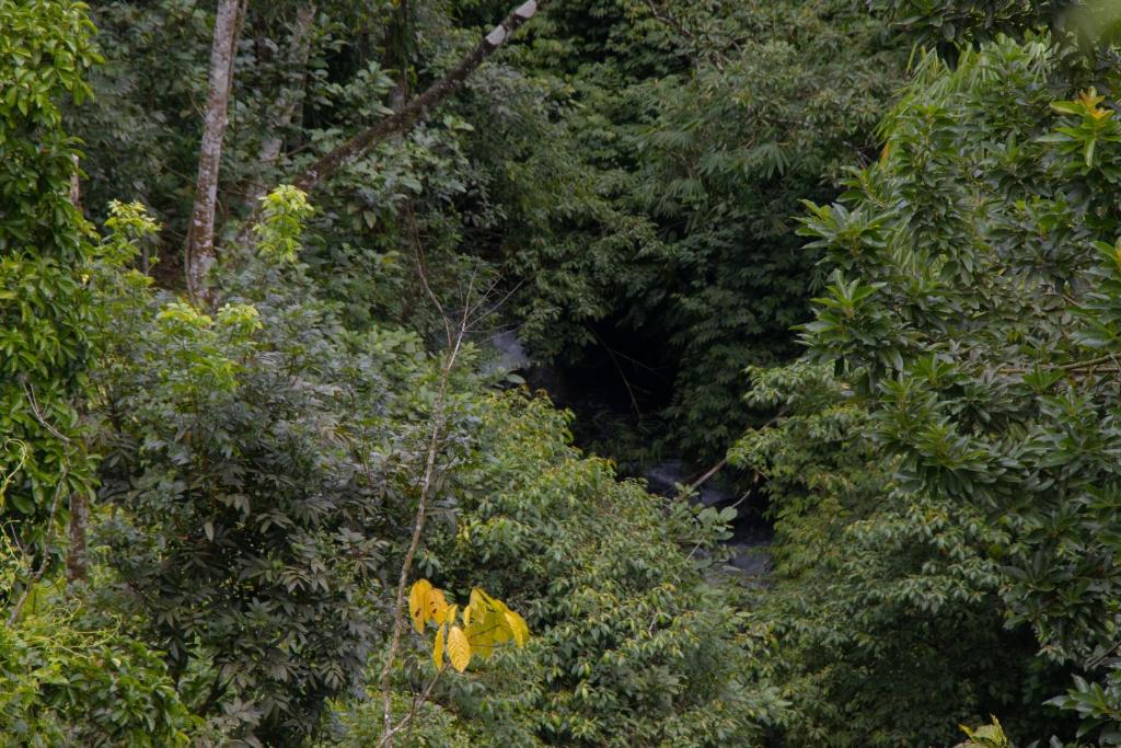 a view of a forest with trees and a river at Goa Walet Cottage in Praya