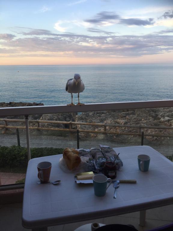 un oiseau assis sur une table avec l'océan dans l'établissement Studio vue mer, à Sète