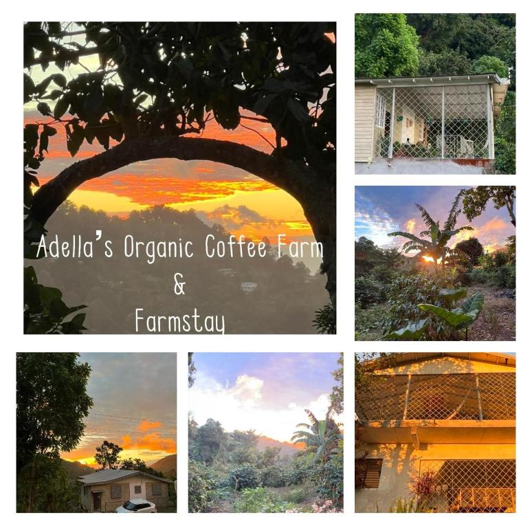 a collage of different pictures of a sunset at Adella's Blue Mountain Coffee Farmstay in Kingston
