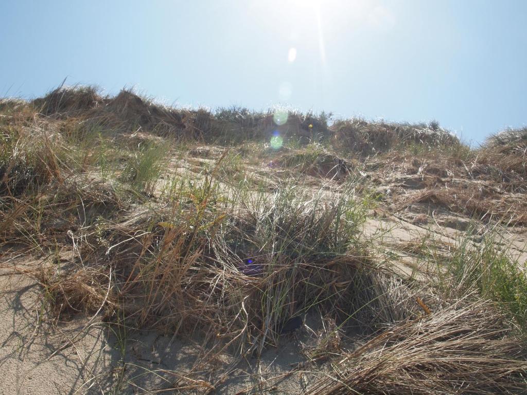 a pile of grass on a sandy beach at Ferienwohnung 1 - a72143 in Wangerland