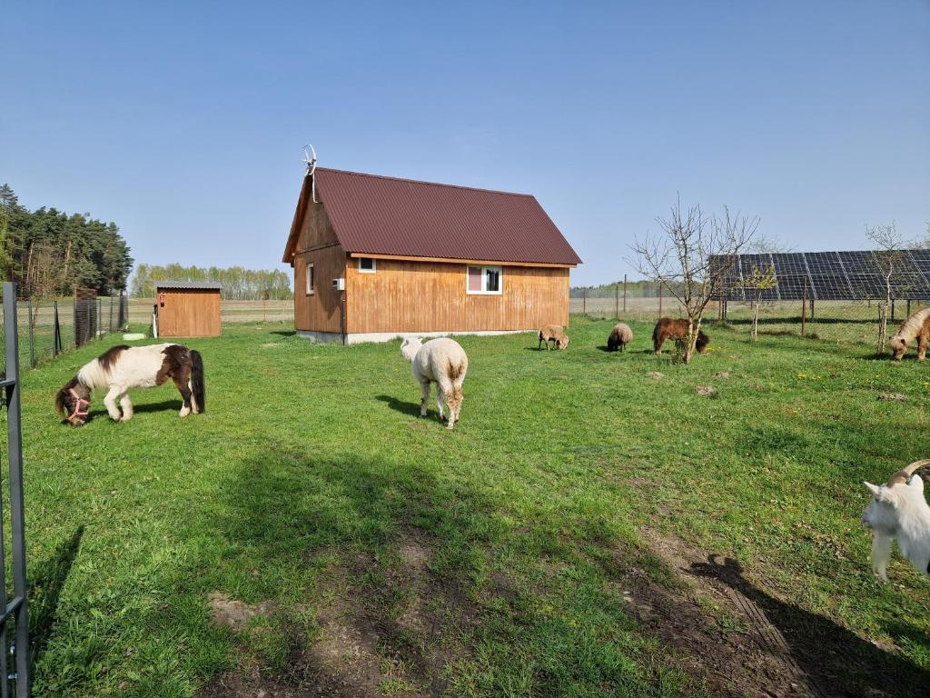 un groupe de vaches qui paissent dans un champ à côté d'une grange dans l'établissement Eurostruś - zoo, domki, à Borzychy