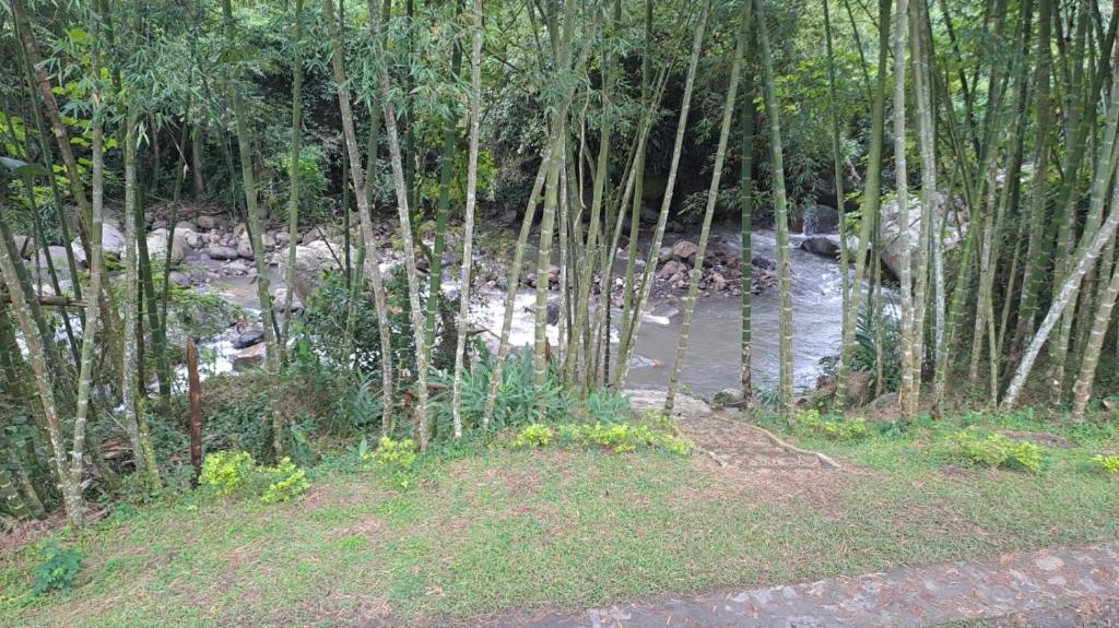 a forest of bamboo trees with a river in the background at Hotel campestre Villa Sarita in San Francisco
