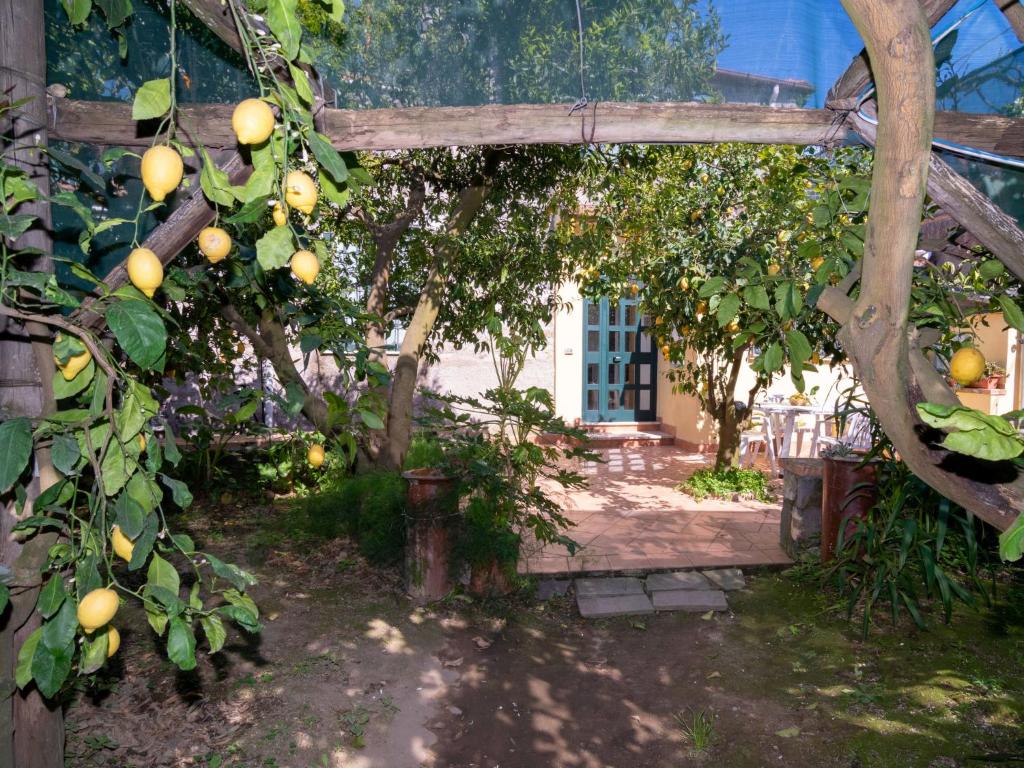 jabłonia z pomarańczami wiszącymi na niej w obiekcie Apartment Limoneto a Priora by Interhome w mieście Massa Lubrense
