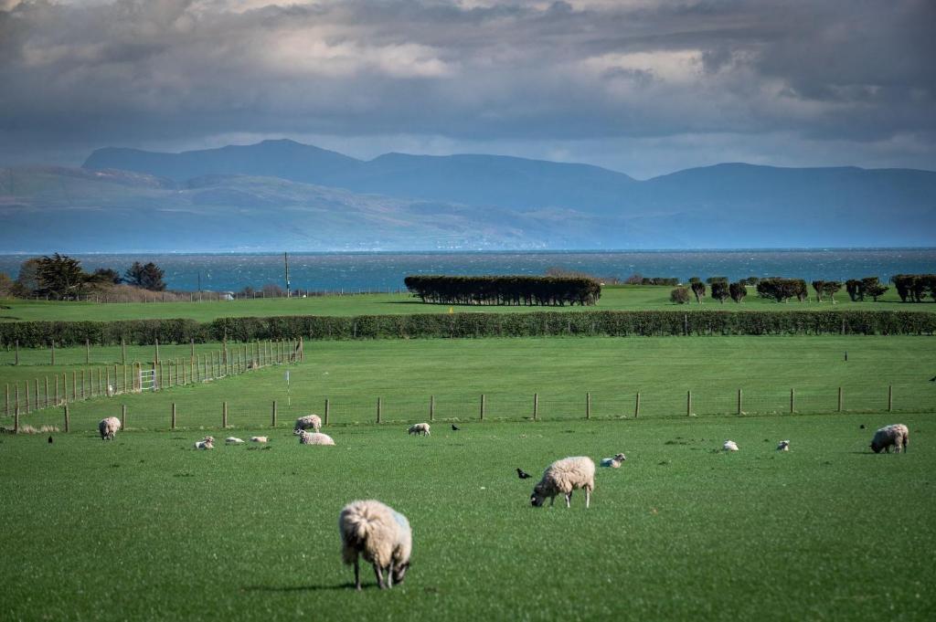 a herd of sheep grazing in a green field at Ty Bach, Llanbedrog in Pwllheli