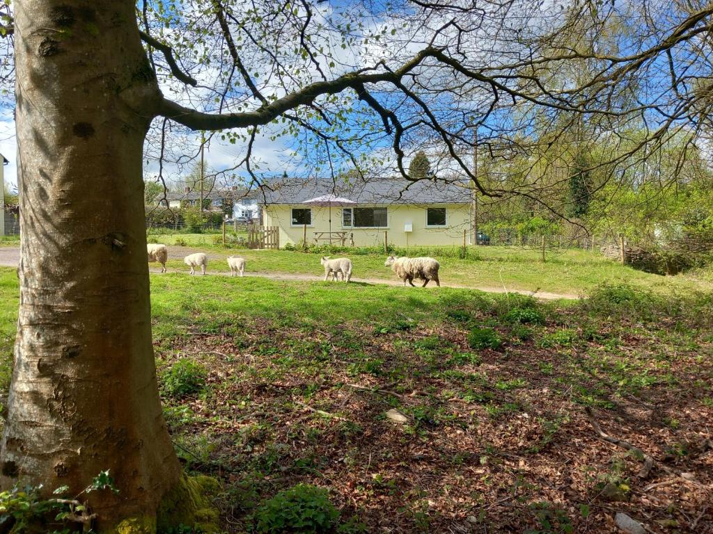 a herd of sheep walking in a field near a tree at The Bungalow in Coleford