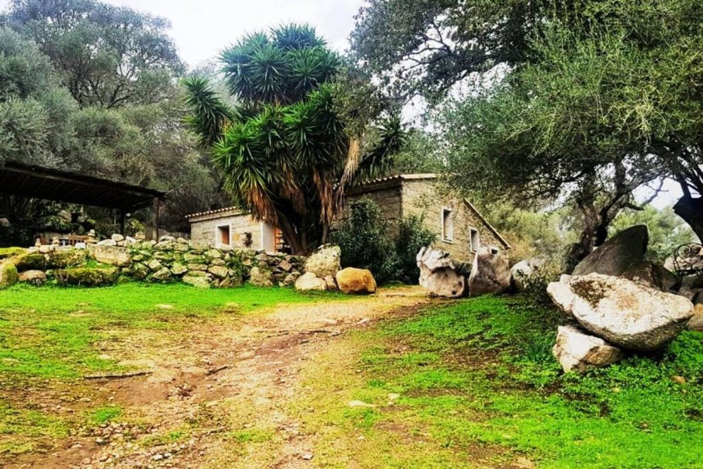 un chemin de terre avec une maison et un palmier dans l'établissement I Carbonni - Bergerie 80m2 entre mer et montagne, à Sotta