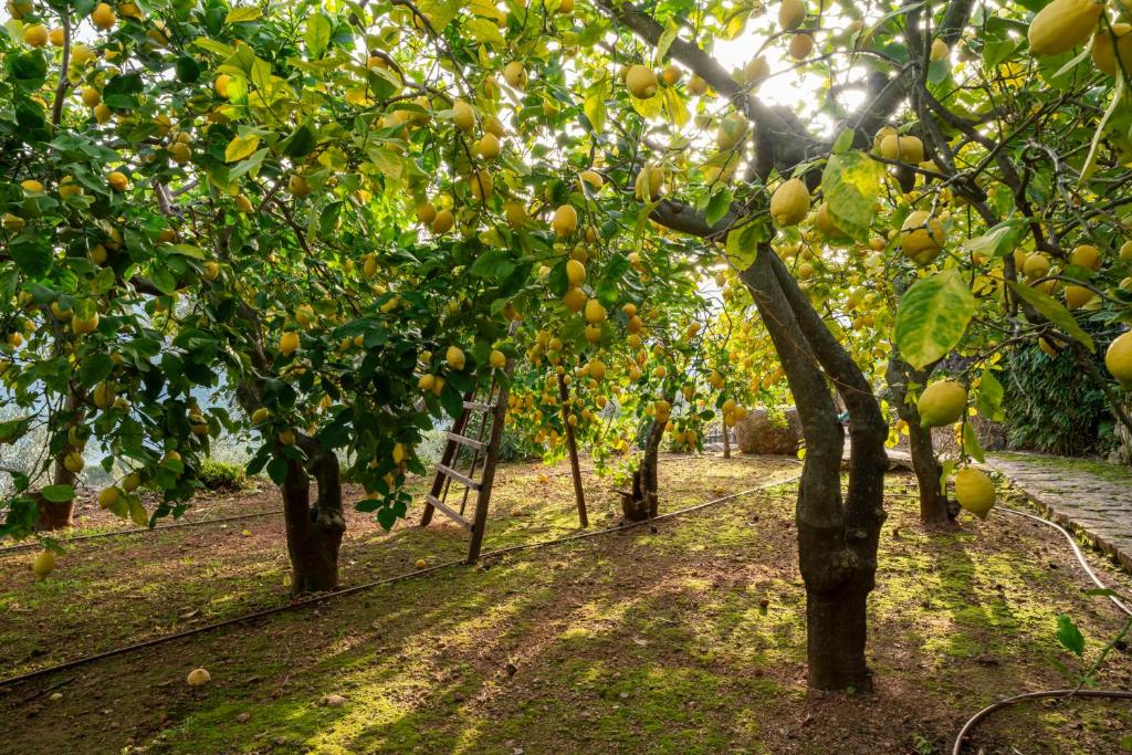 a row of fruit trees in an apple orchard at Ca's Xorc Luxury Retreat - ADULTS ONLY in Sóller
