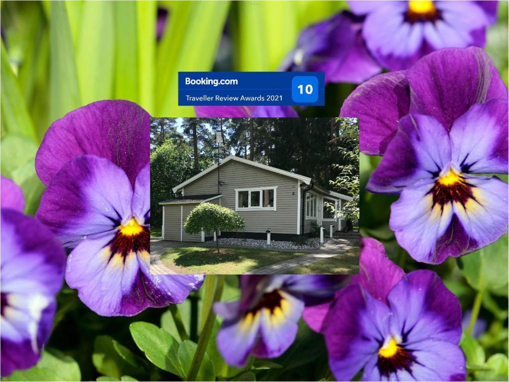 a group of purple flowers in front of a house at Nordic Relax House - Stonehouse in Sjöbo