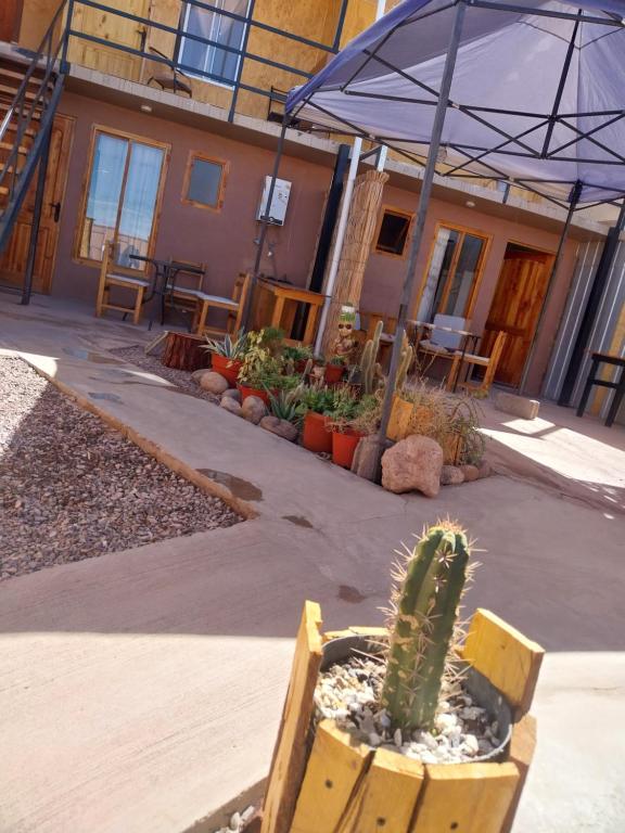 einen Kaktus in einem Topf vor einem Gebäude in der Unterkunft Casa Ñawi in San Pedro de Atacama