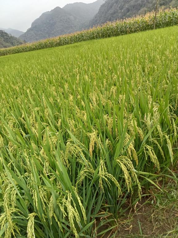 a field of green plants with mountains in the background at Ba Be Village Homestay in Bak Kan