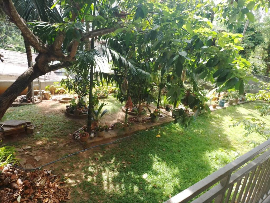a row of banana trees in a yard at cyber city hotel kandy in Kandy