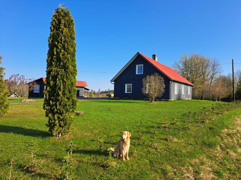 un chien assis dans l'herbe devant une maison dans l'établissement ZELTA KROGS, 