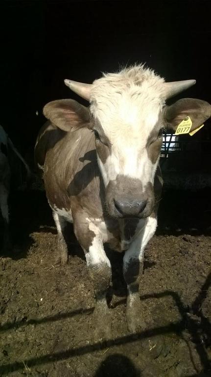 Zvieratá na farme alebo blízkom okolí
