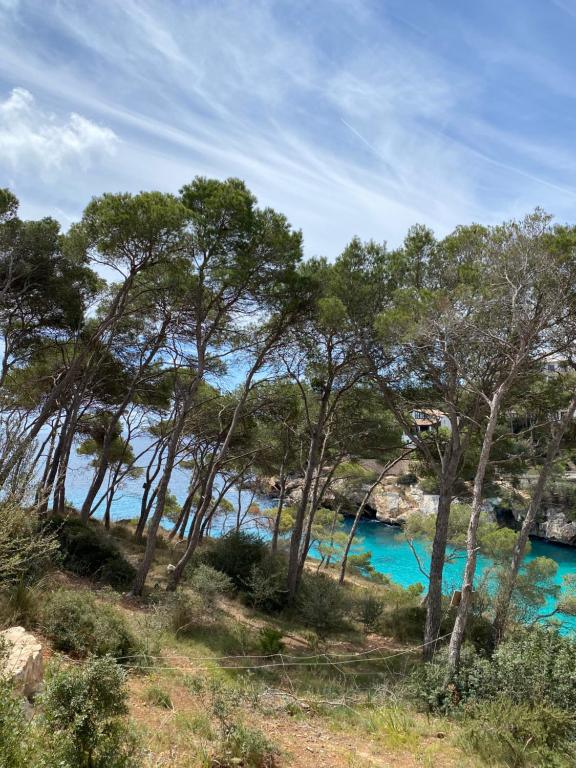 a group of trees next to a body of water at Hostal Palmaria in Cala Santanyi