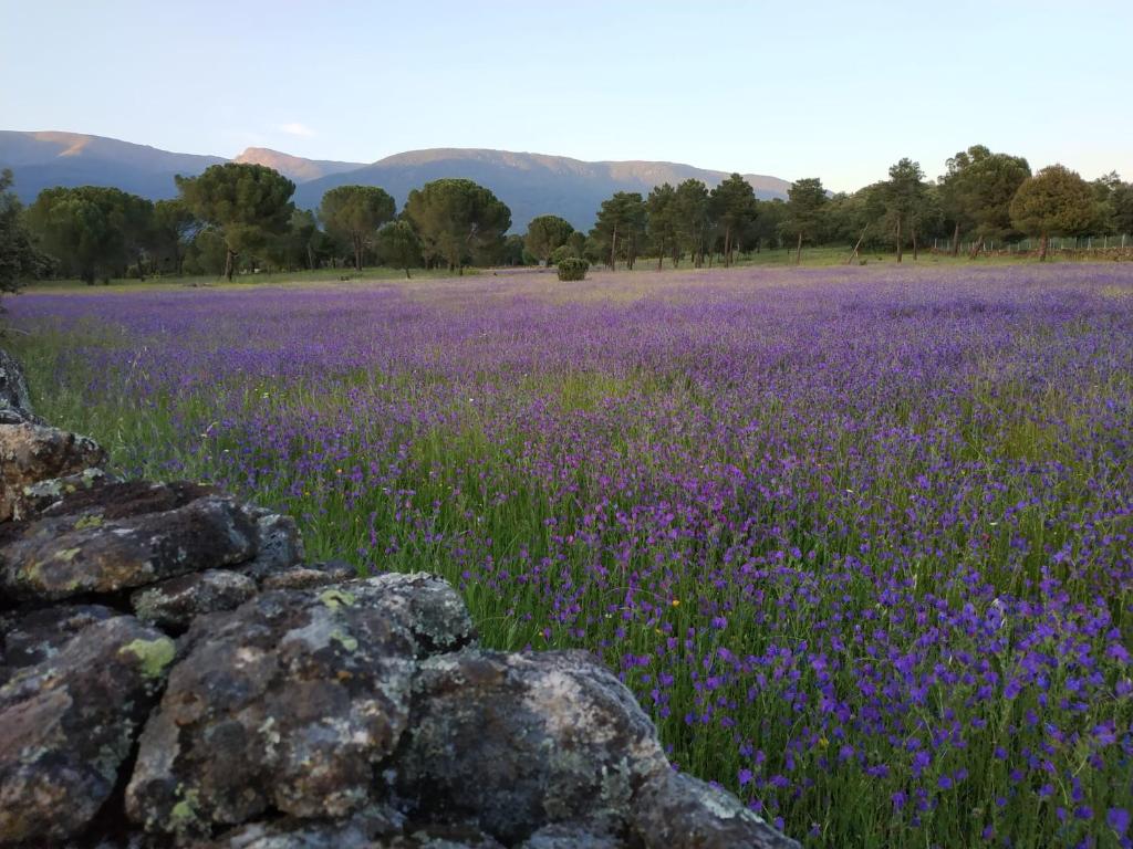 a field of purple flowers in front of a stone wall at Edificio Reyes in La Adrada
